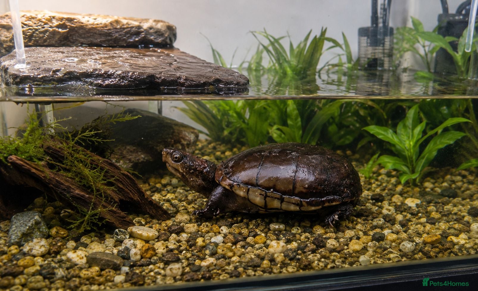 Turtle reptiles Eastern Mud Turtle 🐢  - Advert 1