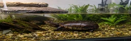 Turtle reptiles for sale: Eastern Mud Turtle 🐢  - Advert 1