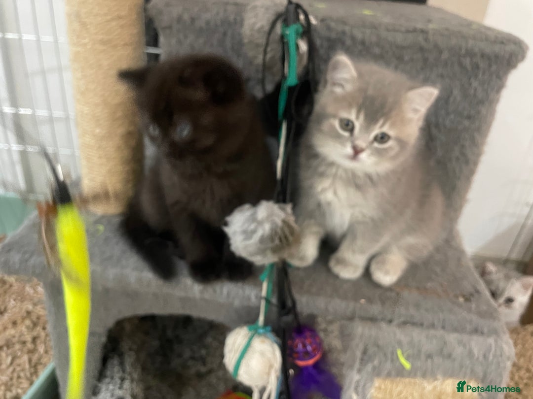 British Shorthair cats for sale: Fabulous, playful and healthy BSH kittens, rare - Image 8