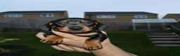 Dachshund dogs for sale: 7 dachshund pups for sale in Bradford - Advert 11
