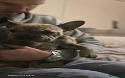 French Bulldog dogs for sale: GOLDEN French Bulldog  - Image 19
