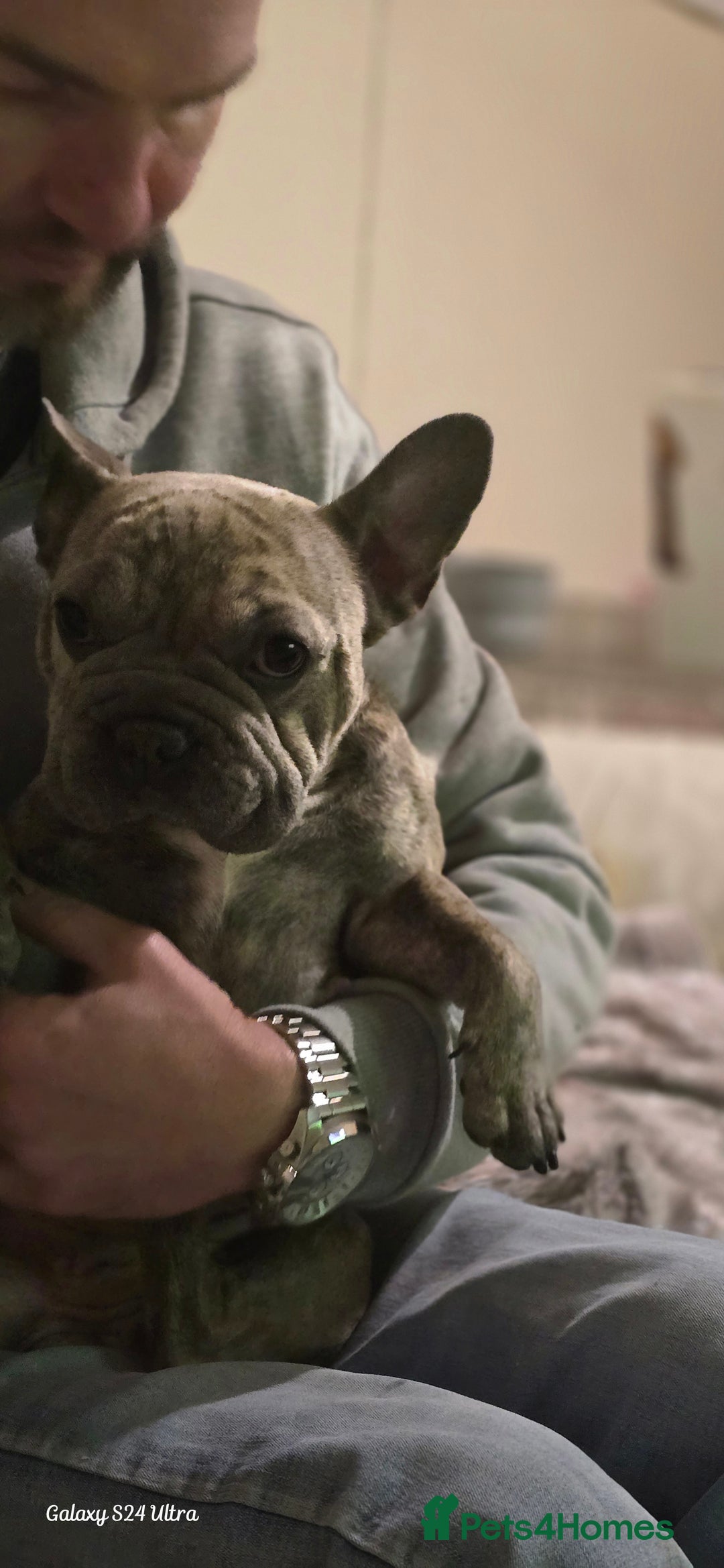 French Bulldog dogs for sale: GOLDEN French Bulldog  - Image 19