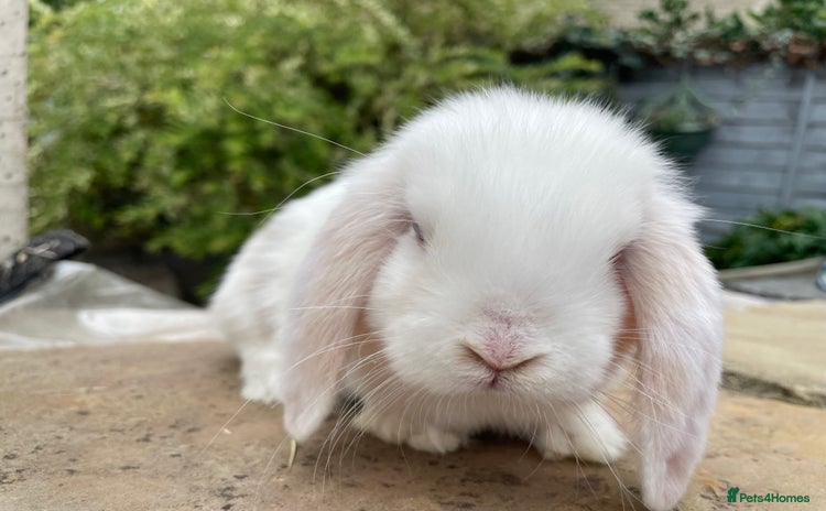 Mini Lop rabbits - Advert 4