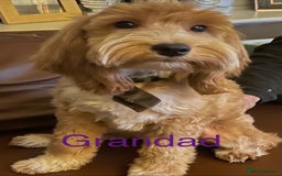 Cockapoo dogs for sale: Stunning multi generation cockapoos  - Image 7