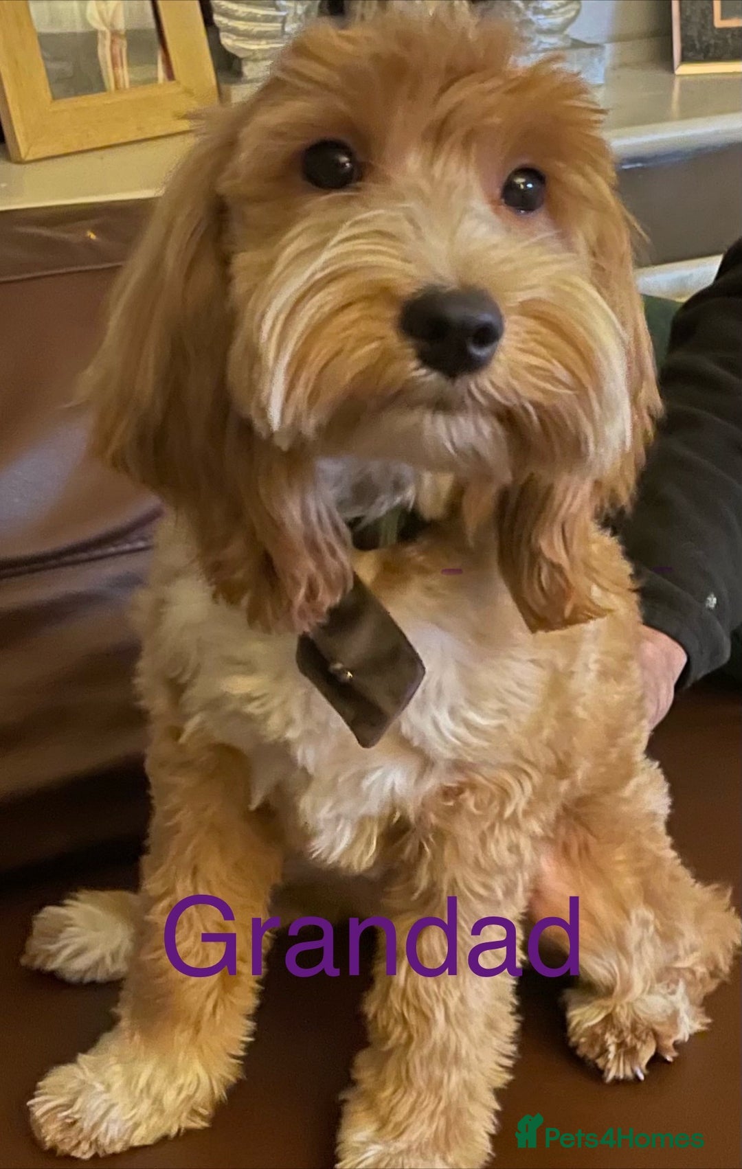 Cockapoo dogs for sale: Stunning multi generation cockapoos  - Image 7