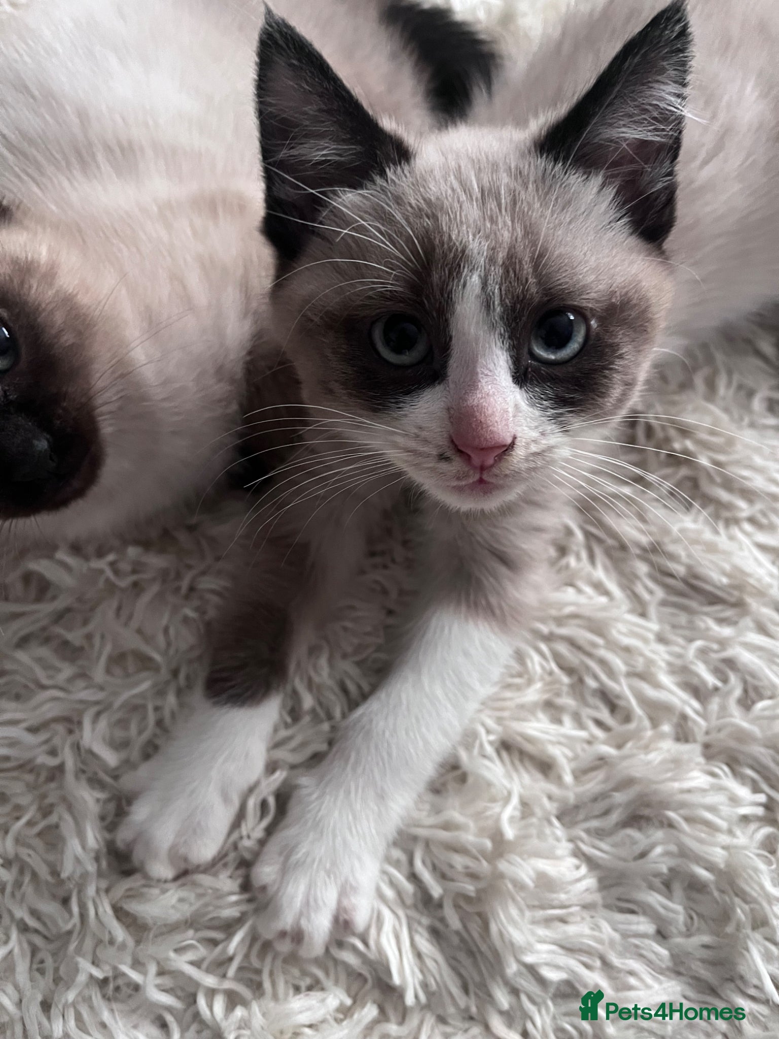 Mixed Breed cats British shorthair cross  - Advert 18