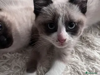 Mixed Breed cats British shorthair cross - Advert 18