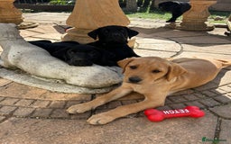 Labrador Retriever dogs for sale: Pedigree Labs ready to Rehome NOW - Image 5