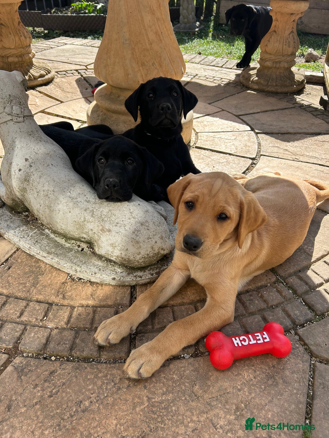 Labrador Retriever dogs for sale: Pedigree Labs ready to Rehome NOW - Image 5