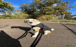 Mixed Breed dogs for sale: 💛🐾 Lovely Lisa 🐾💛 - Image 5