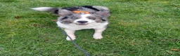 Border Collie dogs for sale: Blue merile boarder collie  stunning puppy in Sutton Coldfield - Advert 7