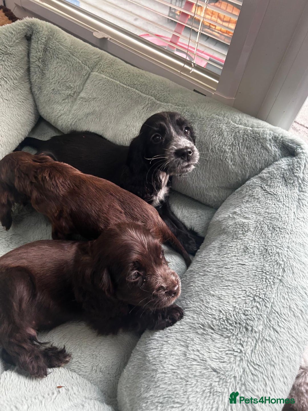 Cocker Spaniel dogs for sale: Show cocker spaniels  - Image 9