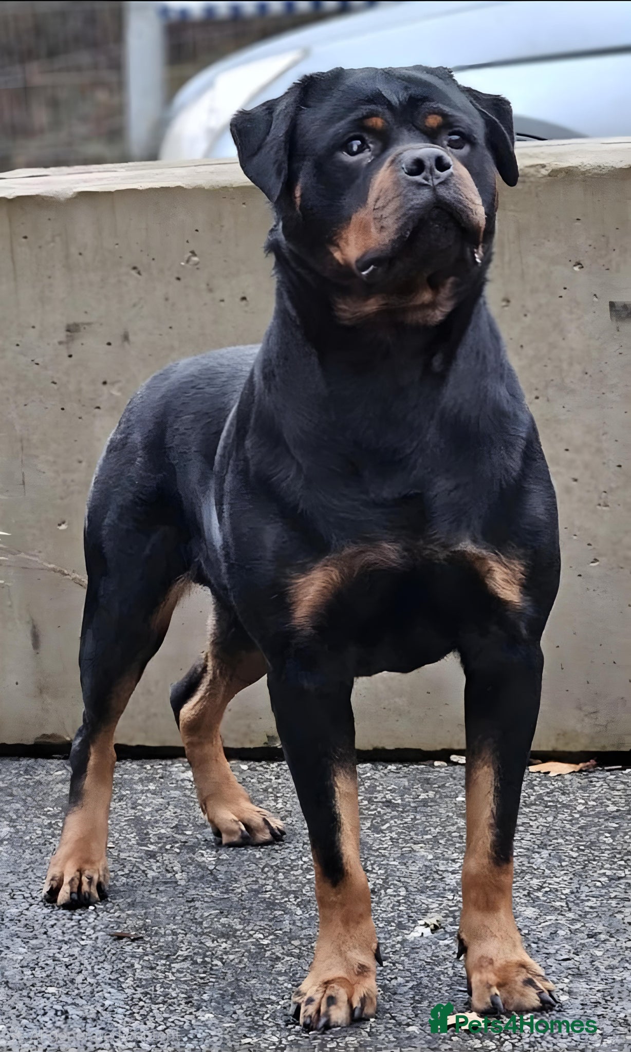 Rottweiler dogs for stud: Vader - Advert 3