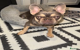 French Bulldog dogs for sale: New home for Bambi - Image 1