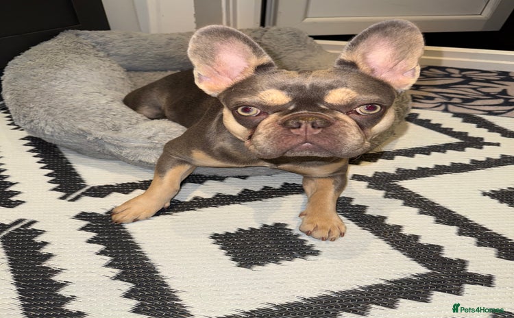 French Bulldog dogs - Advert 3