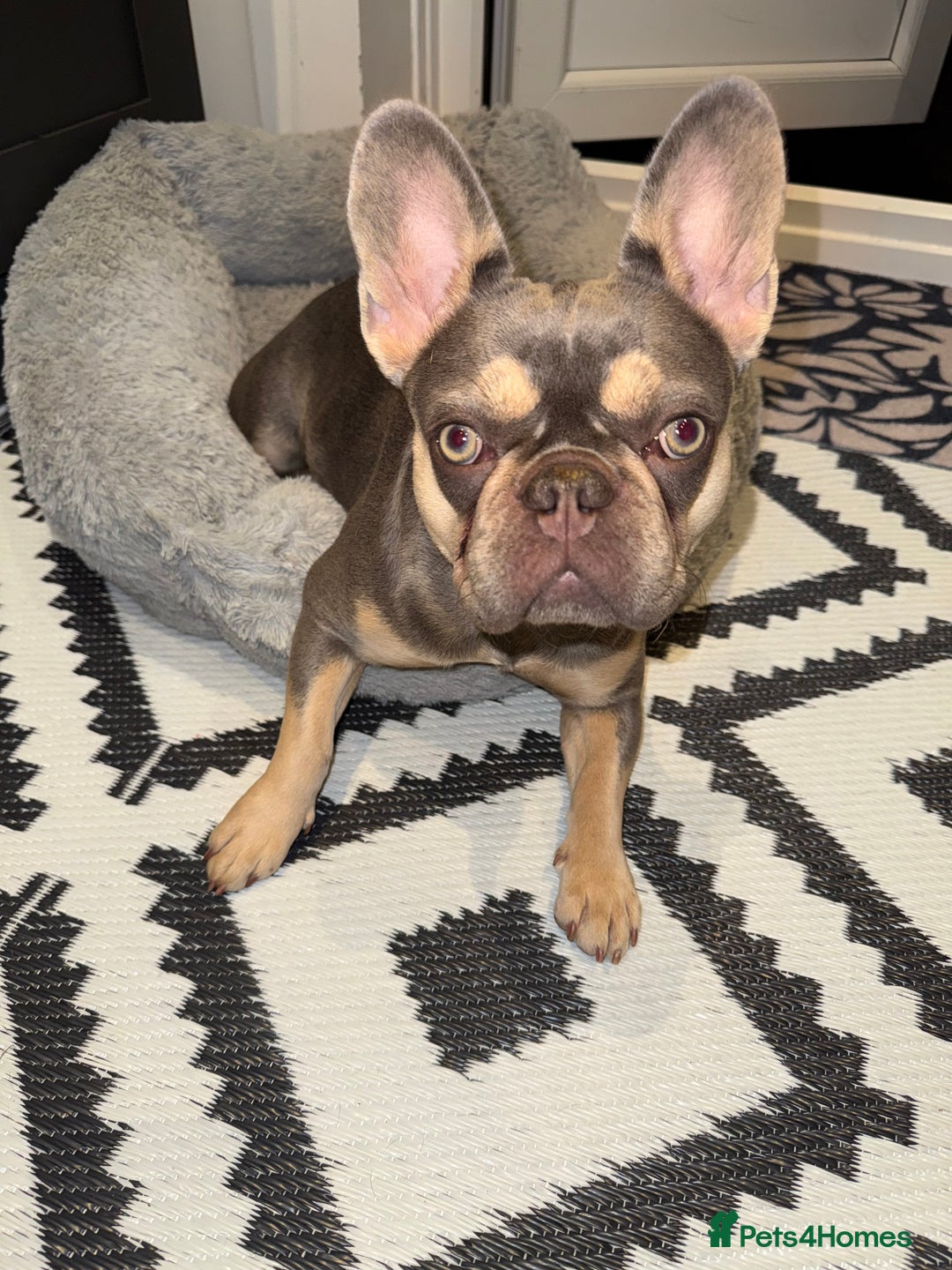 French Bulldog dogs for sale: New home for Bambi - Image 1