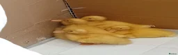 Ducks poultry for sale: 6 fertilized pekin duck eggs for sale - Advert 4