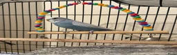 Budgerigars birds for sale: Two budgies with cage and all other necessities  in London - Advert 4