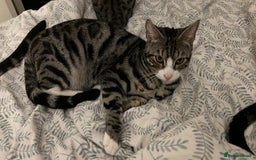 Mixed Breed cats for sale: URGENT: REHOMING NEEDED FOR MIXED BENGALS - Image 6