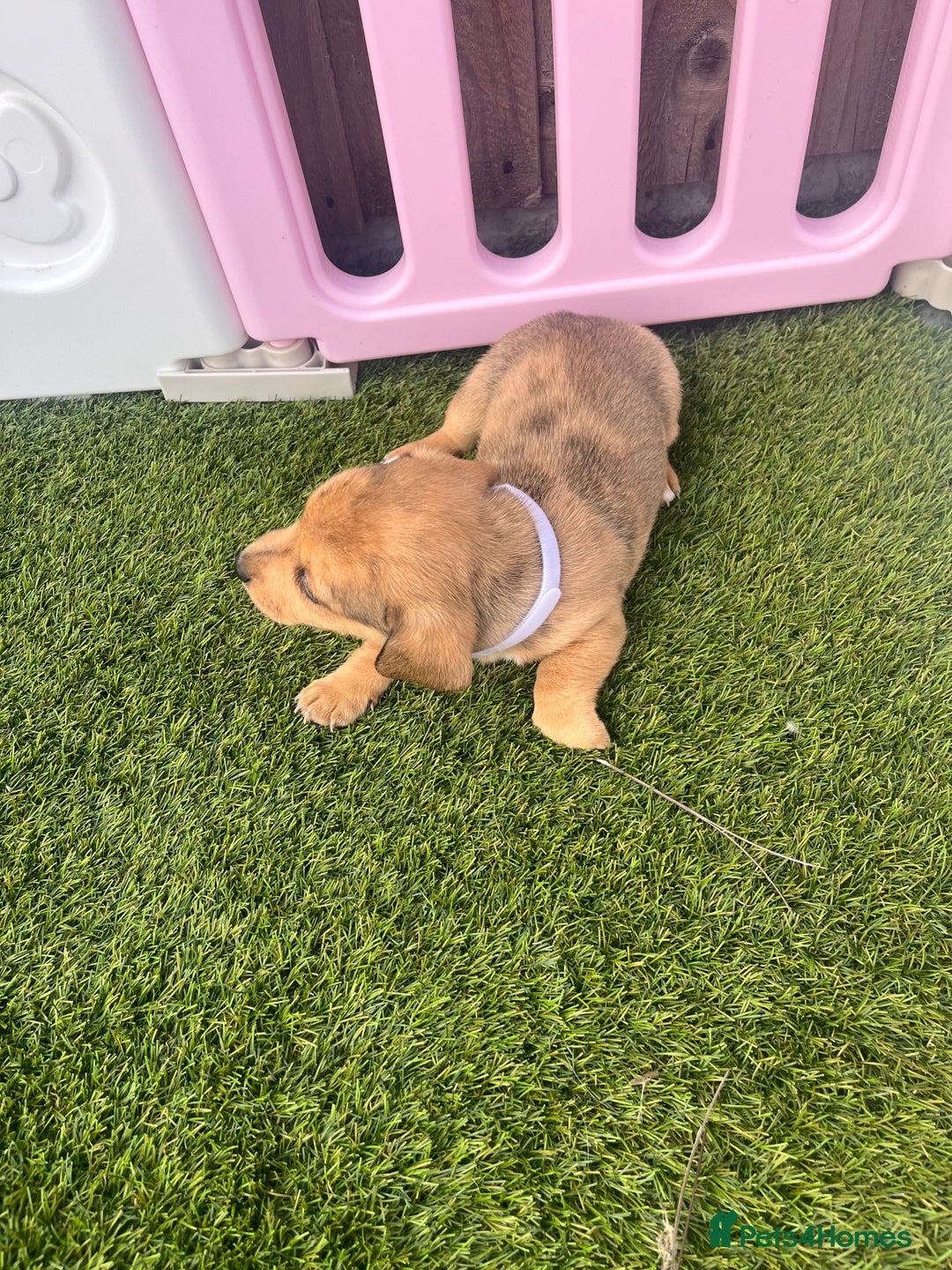 Mixed Breed dogs for sale: 7 beautiful jackshund puppies for sale - Image 31