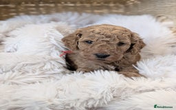 Australian Labradoodle dogs for sale: Minature Austrailian labradoodles - Image 4