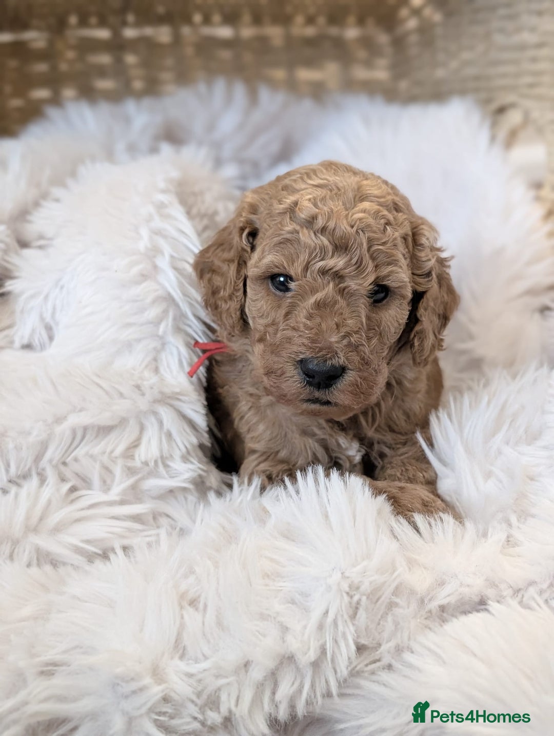 Australian Labradoodle dogs for sale: Minature Austrailian labradoodles - Image 4