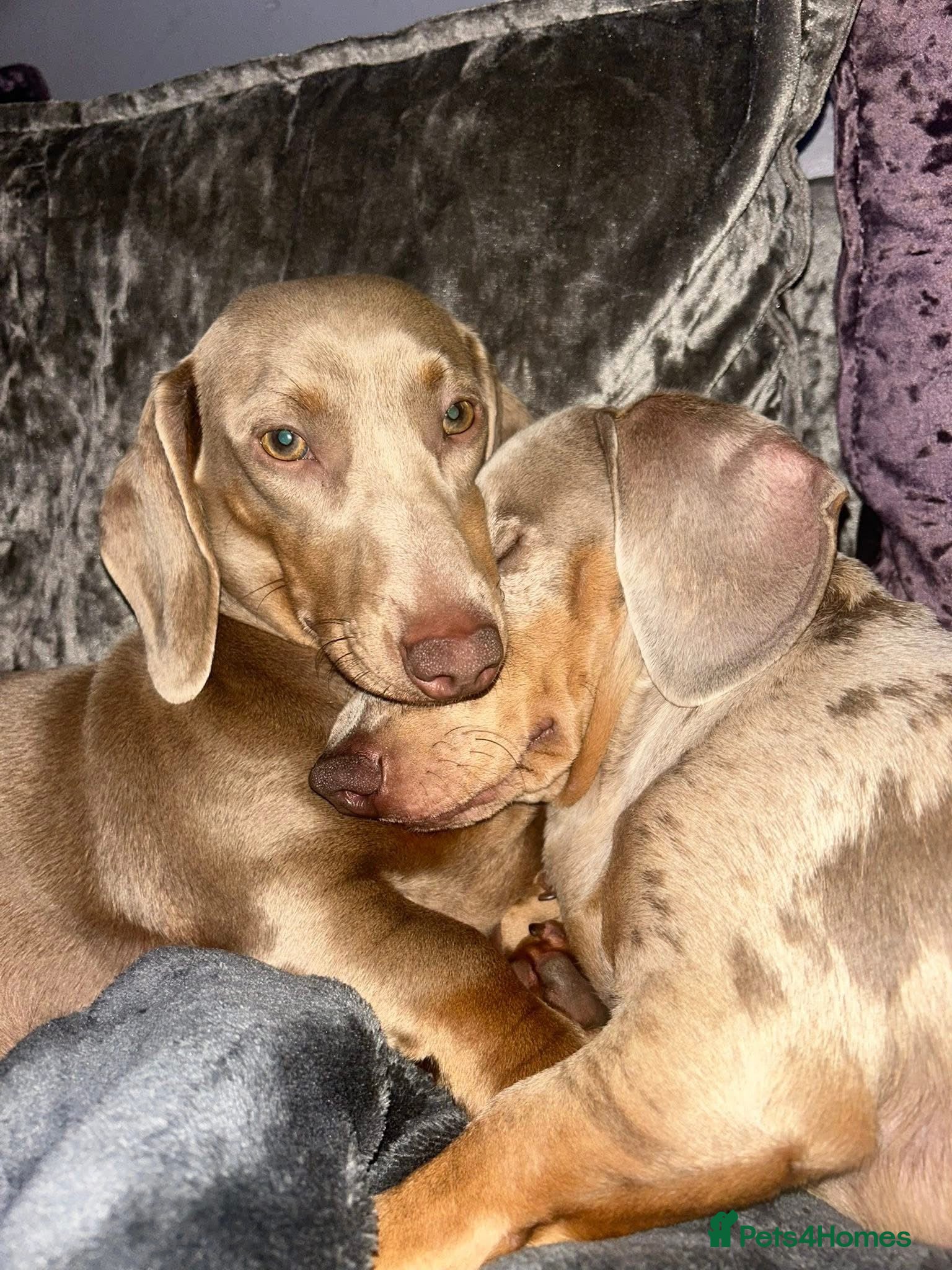 Miniature Dachshund dogs Miniature Dachshund Isabella’s puppy’s 😍😍 - Advert 2