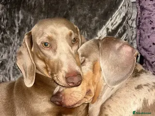 Miniature Dachshund dogs Miniature Dachshund Isabella’s puppy’s 😍😍 - Advert 2