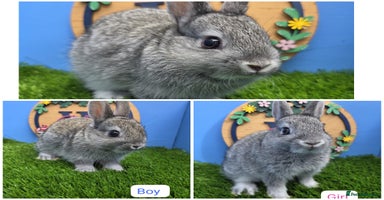 Netherland Dwarf rabbits - Advert 2