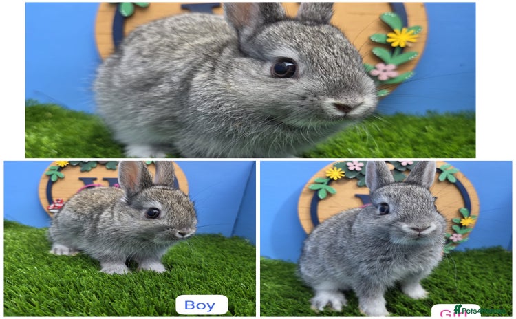 Netherland Dwarf rabbits - Advert 1