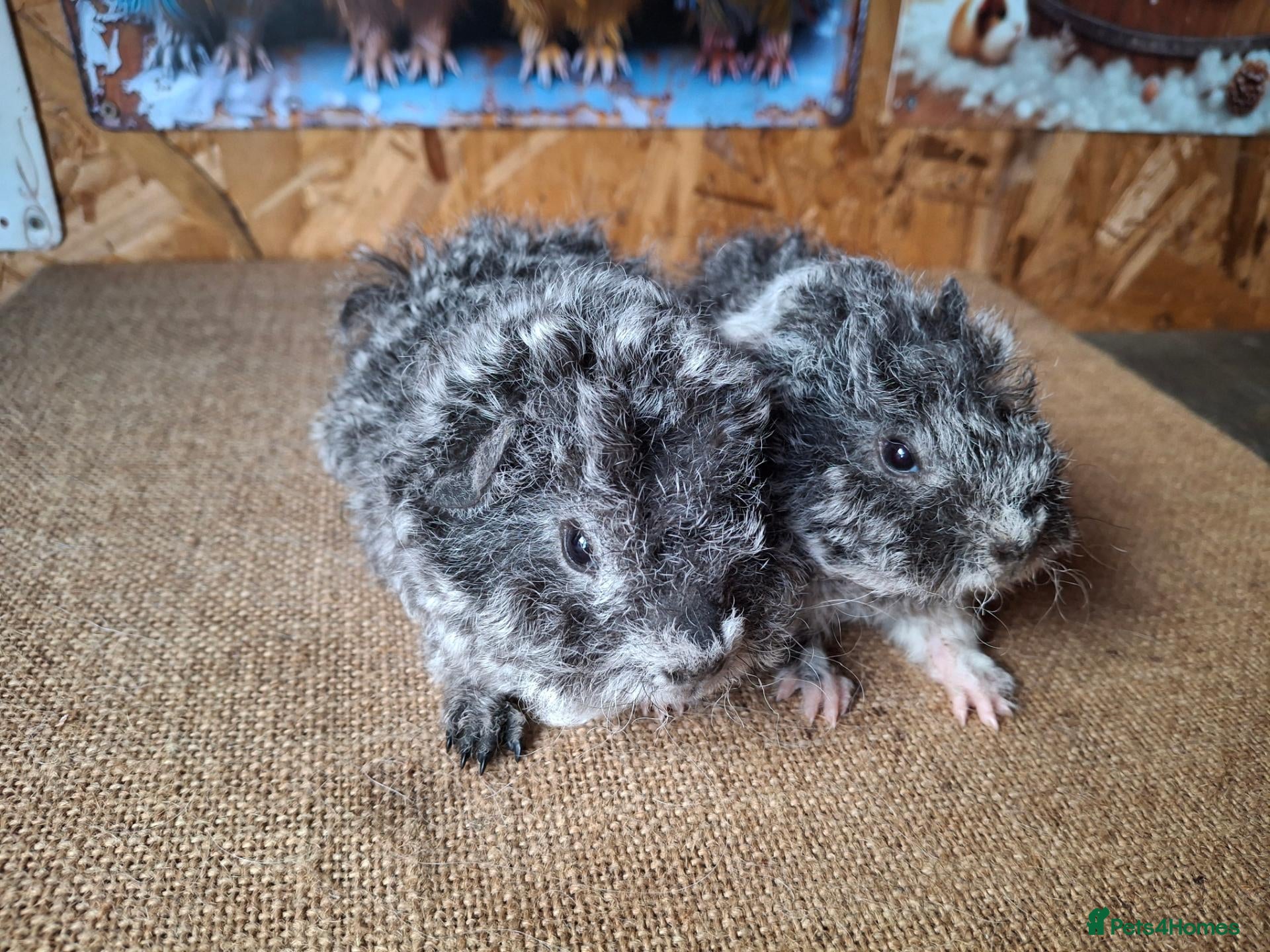 Guinea Pig rodents Lunkarya  - Advert 2