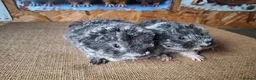 Guinea Pig rodents for sale: Lunkarya  - Advert 4