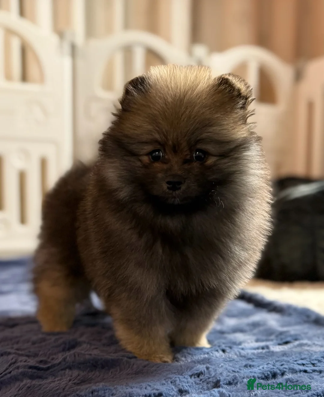 Pomeranian dogs for sale: Teddy Face Poms Puppies European Champion Lines - Advert 22