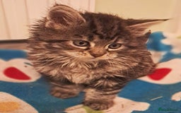 Mixed Breed cats for sale: Maine Coon cross Norwegian kittens - Image 4
