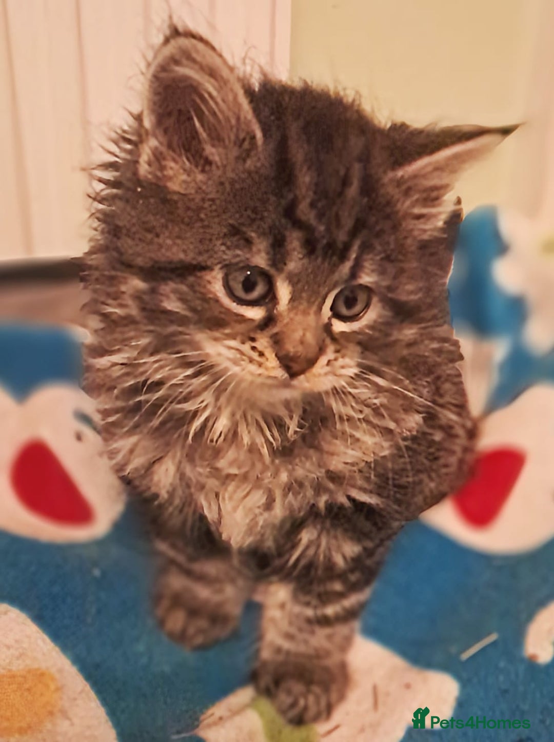 Mixed Breed cats for sale: Maine Coon cross Norwegian kittens - Image 4