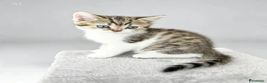 British Shorthair 3