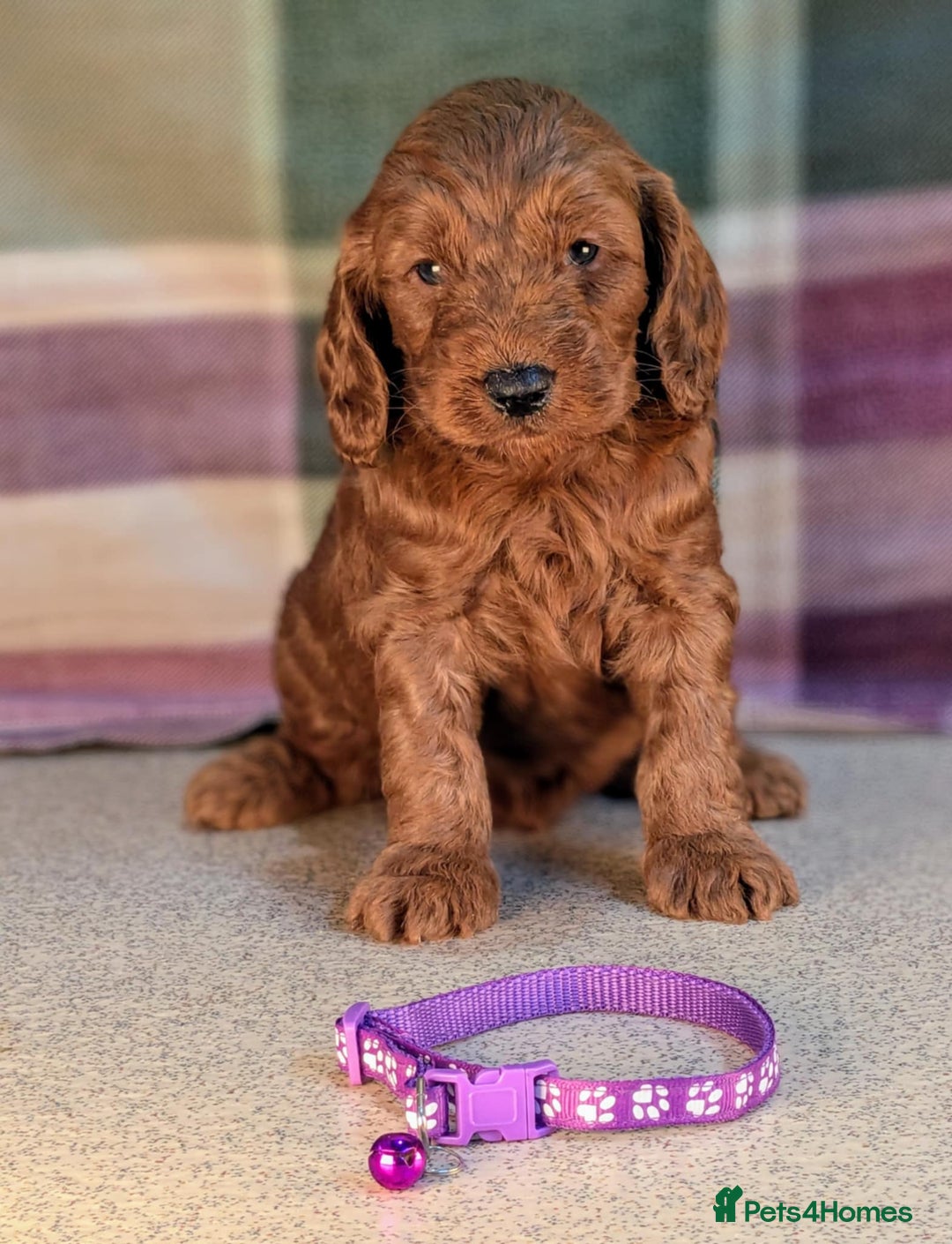 Cockapoo dogs for sale: F1B Cockapoo Puppies Ready for Their Forever Home. - Image 5