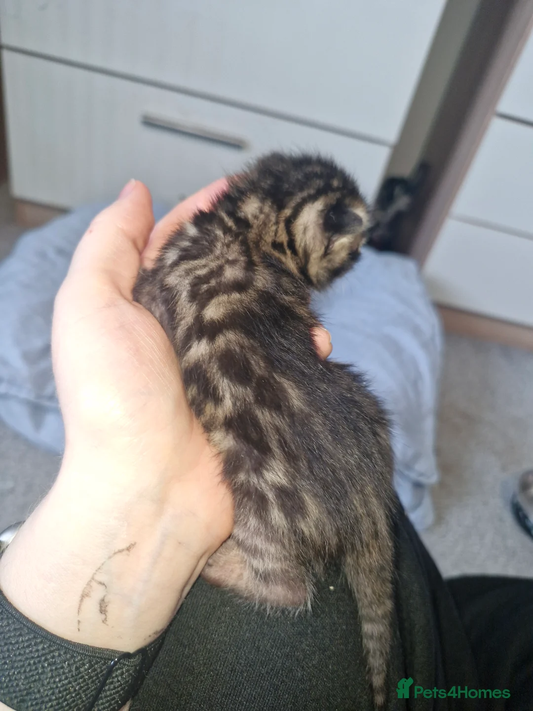 Bengal cats for sale: Genetic Health Tested Snow & Brown Bengal Kittens - Advert 15