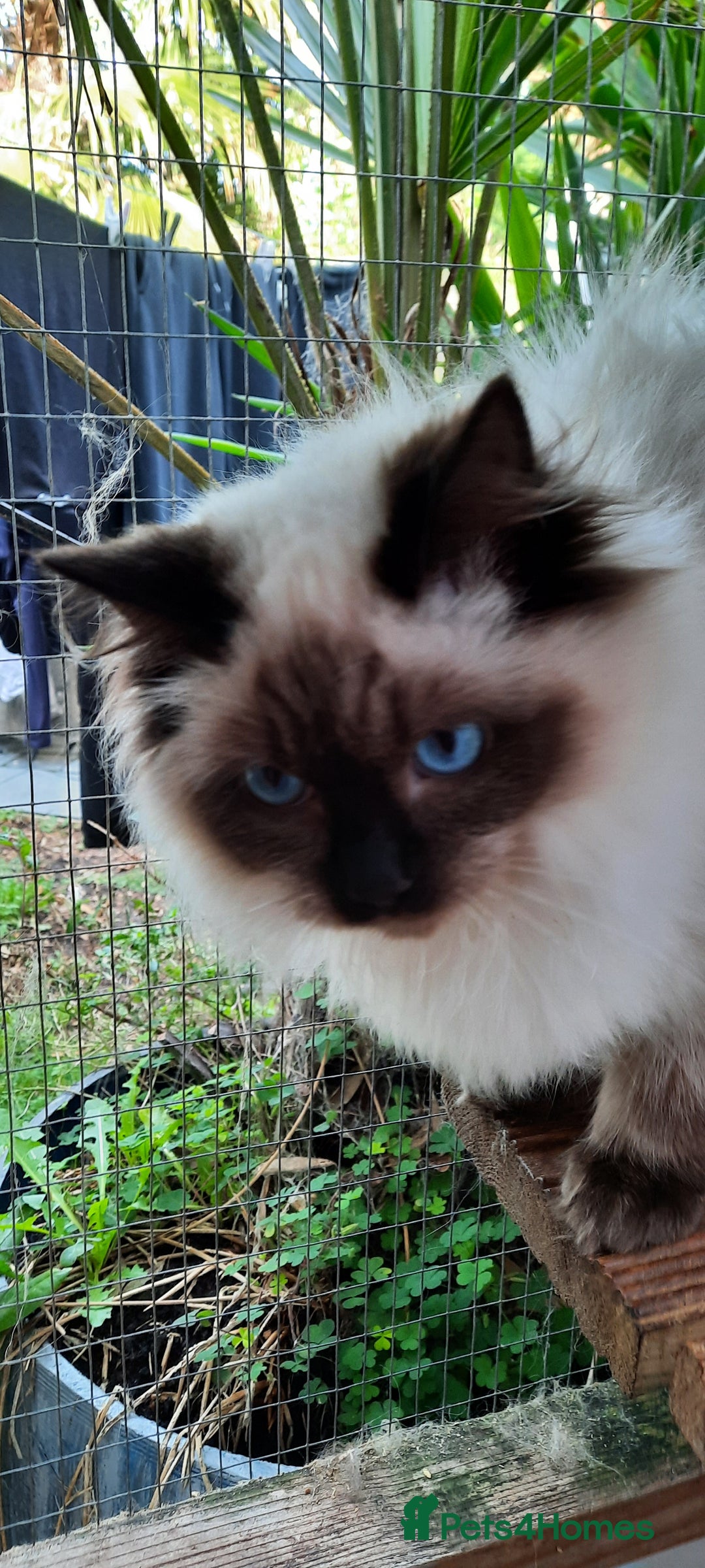 Ragdoll cats for sale: GCCF pedigree ragdoll kittens  - Advert 8