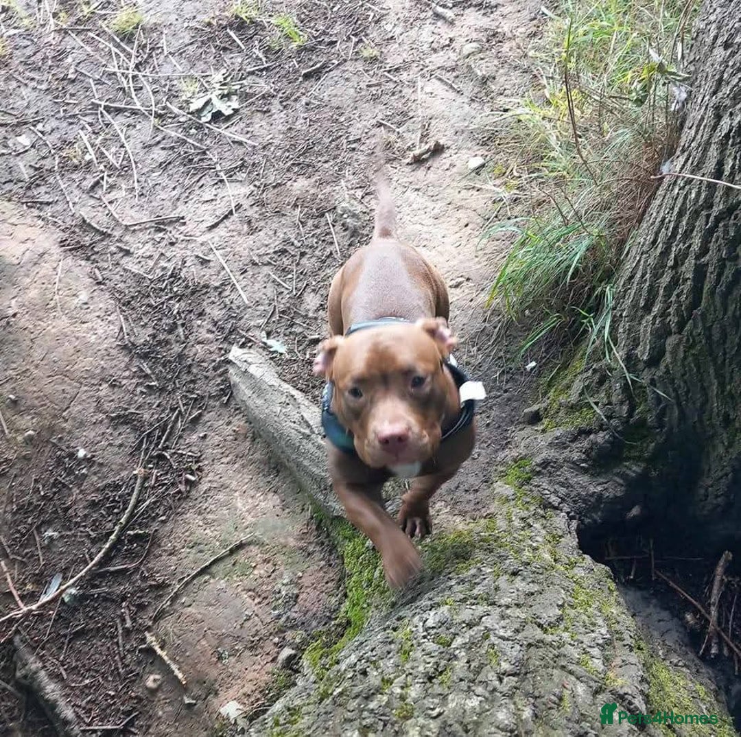 American Bully dogs for sale: Abkc pocket bully bitch  - Advert 8