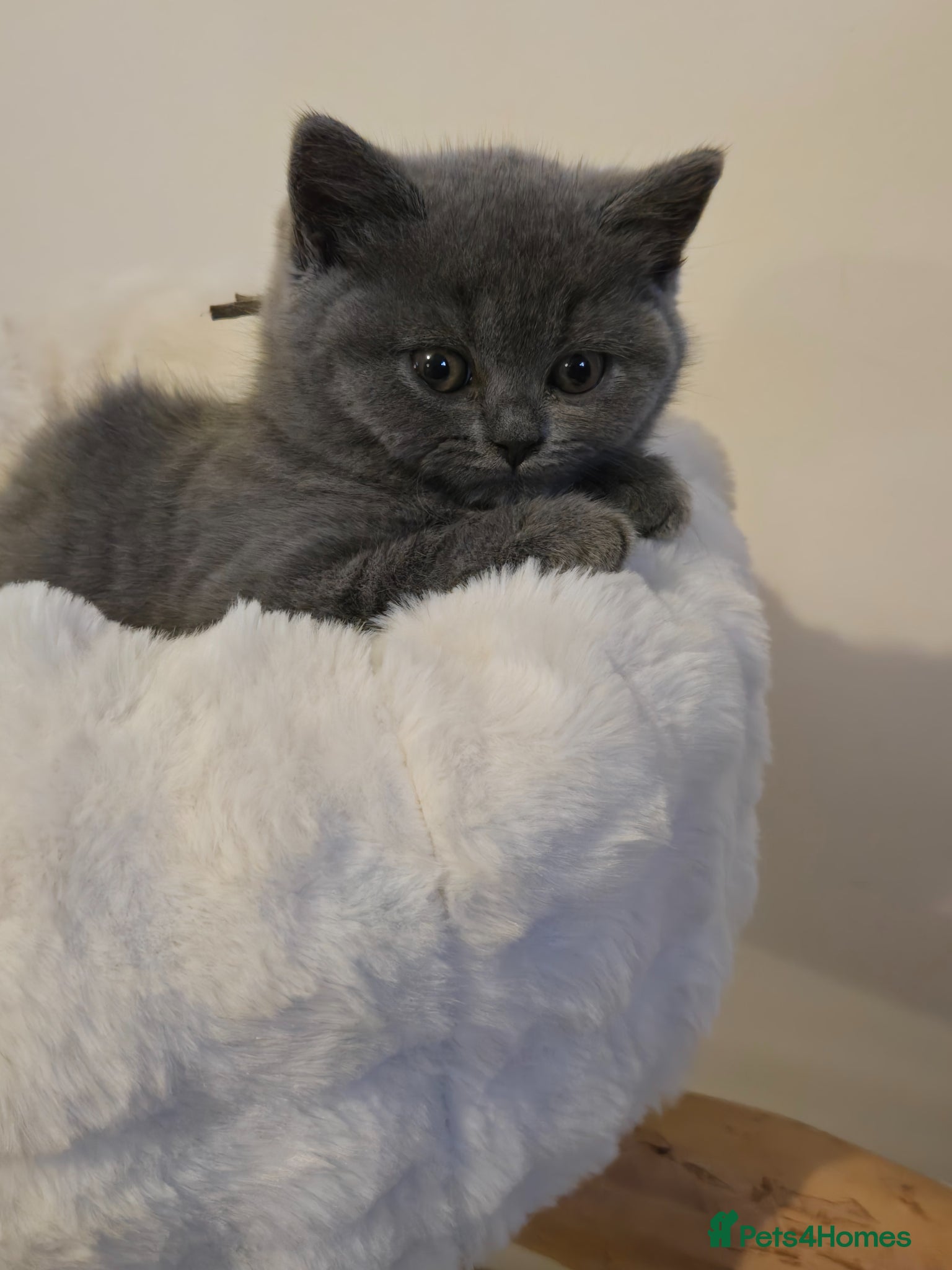 British Shorthair cats GCCF Registered Pedigree British Shorthair Kittens - Advert 1