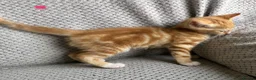Mixed Breed cats for sale: Kittens for sale  in Hungerford - Advert 15