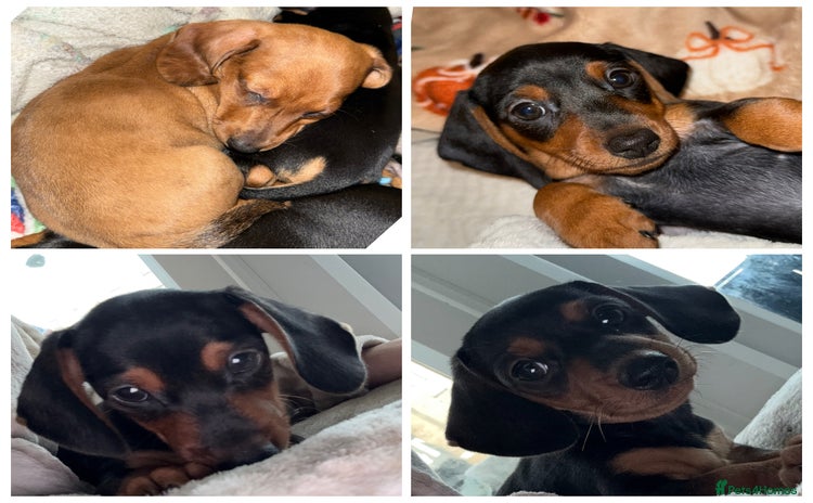 Miniature Dachshund dogs - Advert 6
