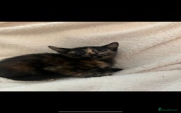 Mixed Breed cats for sale: 2 gorgeous kittens - Image 6