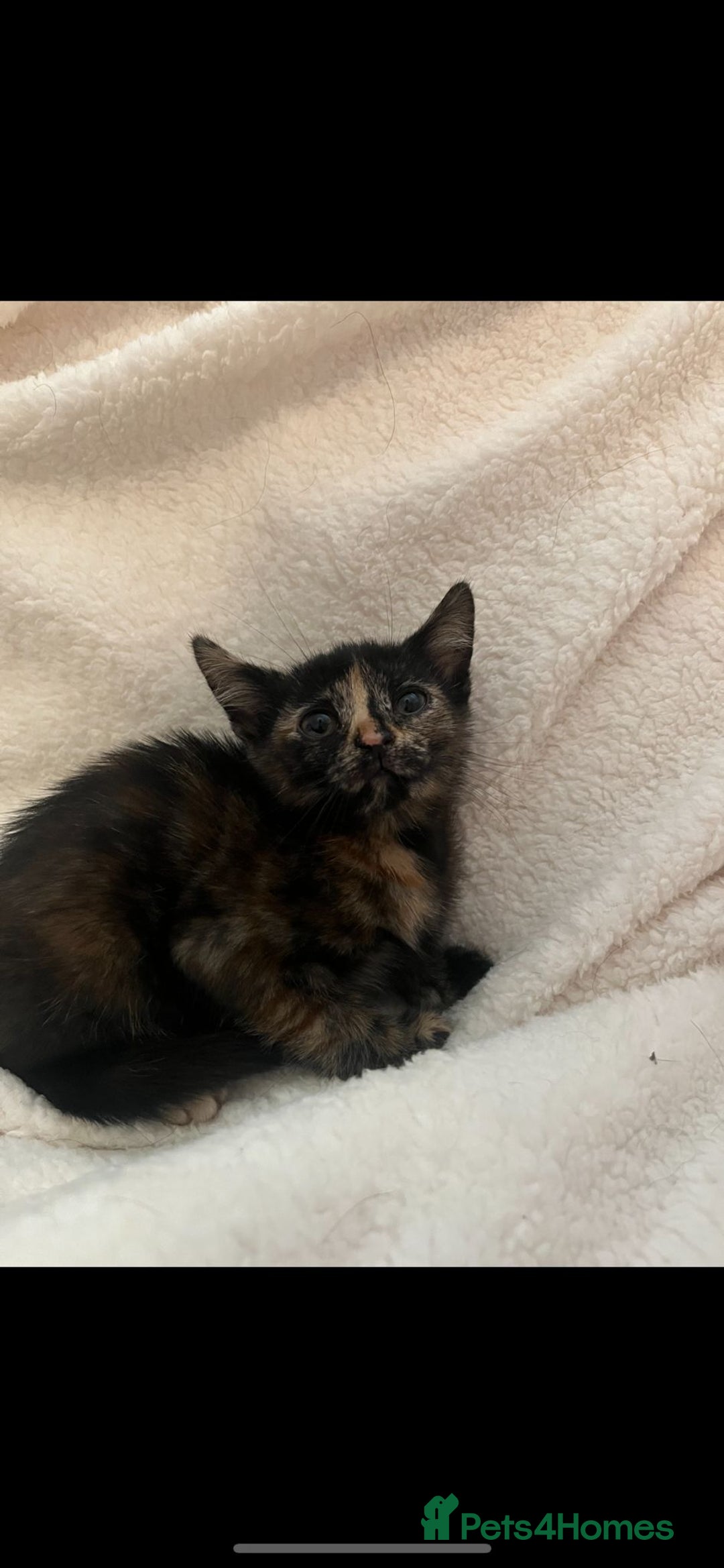 Mixed Breed cats for sale: 2 gorgeous kittens - Image 6