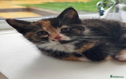 Mixed Breed cats for sale: Kittens Ready now to go the their forever home  - Advert 6