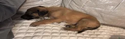Belgian Shepherd Dog dogs for sale: Belgian mallinois - Advert 2