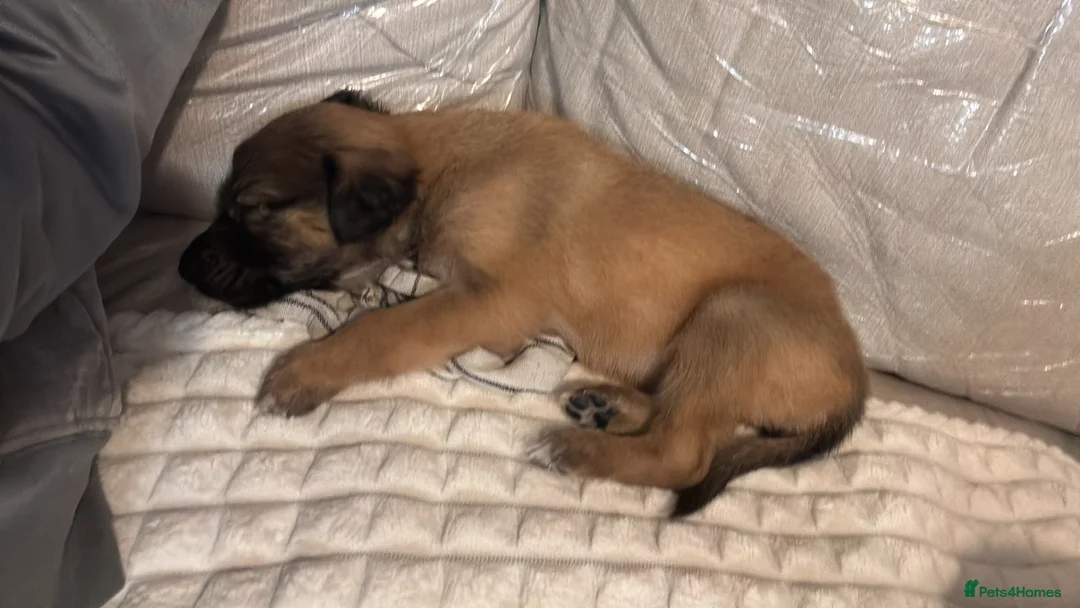 Belgian Shepherd Dog dogs for sale: Belgian mallinois - Advert 2