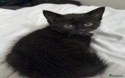 Domestic Shorthair cats for sale: Kittens for sale - Image 4