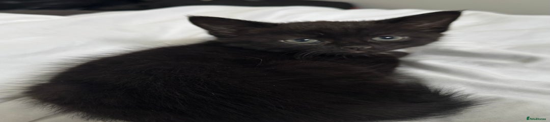 Black Domestic Shorthair Kitten